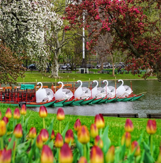 Boston Swan Boats