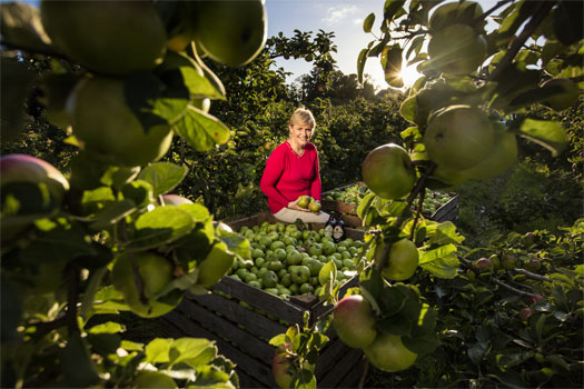 Apple Cider Orchard, County Armagh